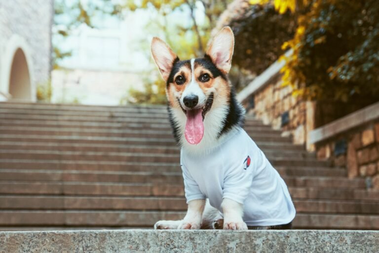 black and fawn dog sitting on concrete stair